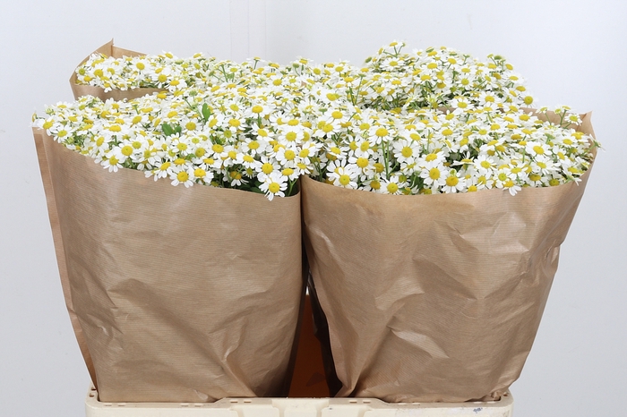 <h4>Tanacetum Pa Single Vegmo</h4>