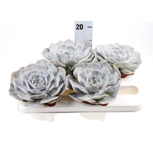 Echeveria  'Pollux'