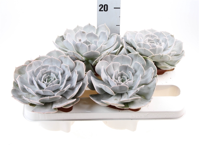 <h4>Echeveria  'Pollux'</h4>