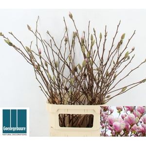 MAGNOLIA GRANDIFLORA