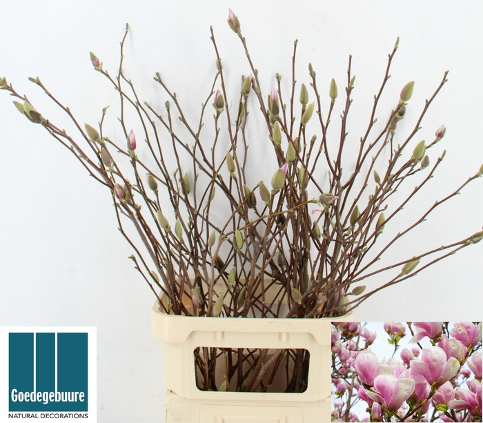 <h4>MAGNOLIA GRANDIFLORA</h4>