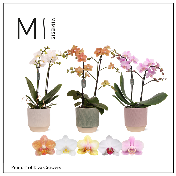 <h4>Phalaenopsis Multi Mix 3 spike – 12cm in Luna | Mimesis</h4>