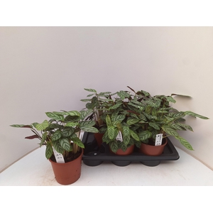 CTENANTHE COMPACTSTA