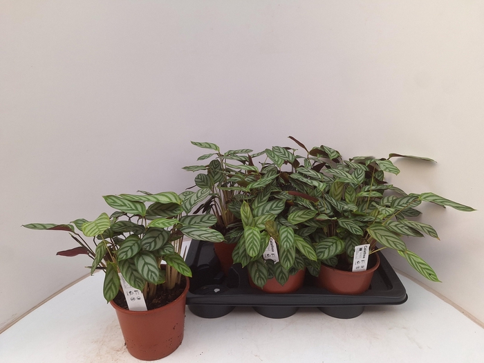 <h4>CTENANTHE COMPACTSTA</h4>