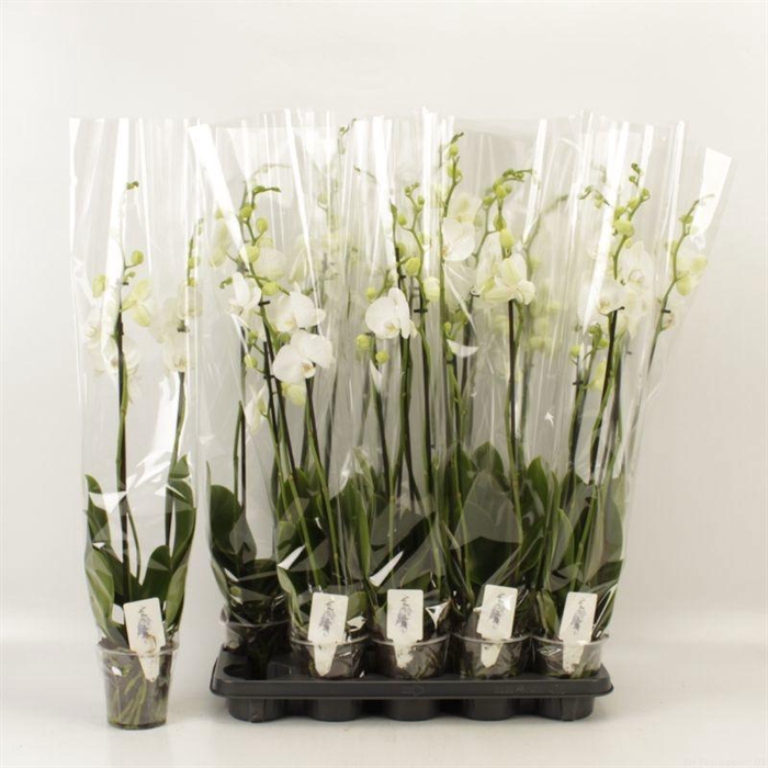<h4>PHAL WHITE VELVET</h4>