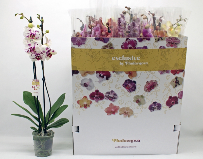 <h4>PHAL GEM 10 KL</h4>