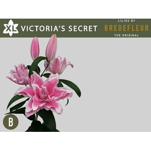 Li Or Double Victoria Secret 4+ Bredefleur