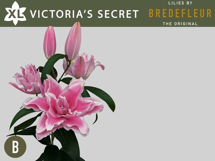<h4>Li Or Double Victoria Secret 4+ Bredefleur</h4>