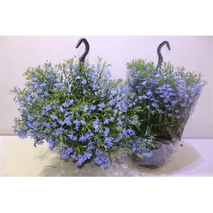 arr8 Lobe Cura Light Blue