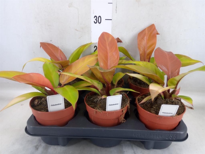 <h4>Philodendron   ...</h4>