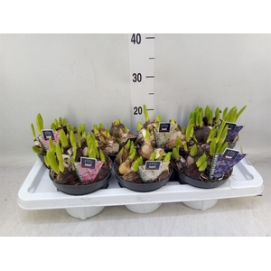 Hyacinthus orie. 'Multifl' ..mix 3