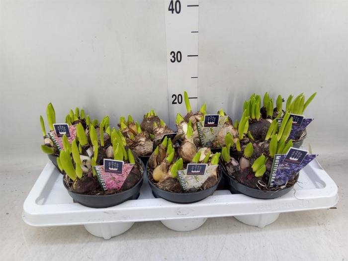 <h4>Hyacinthus orie. 'Multifl' ..mix 3</h4>