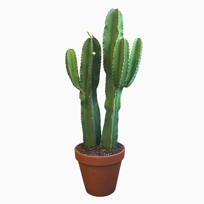 <h4>Euphorbia Ingens</h4>