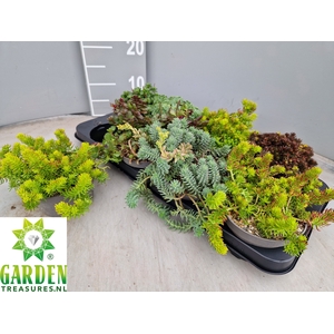 SEDUM GEM