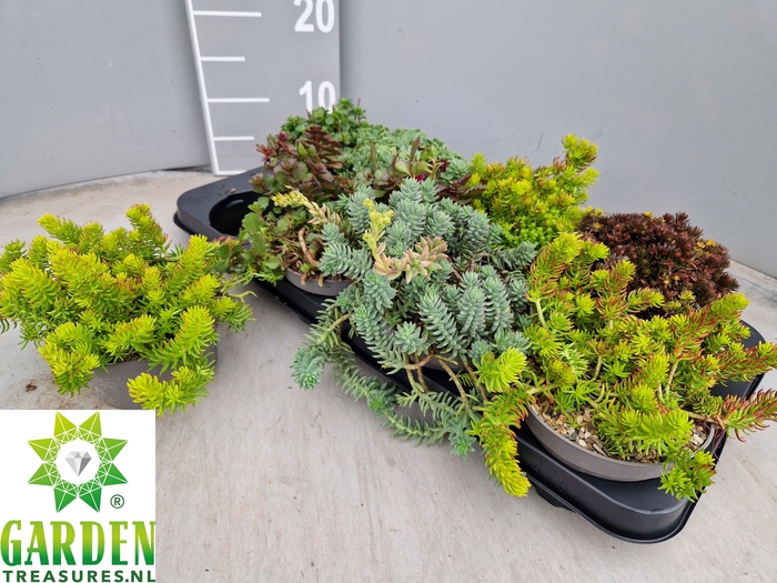<h4>SEDUM GEM</h4>