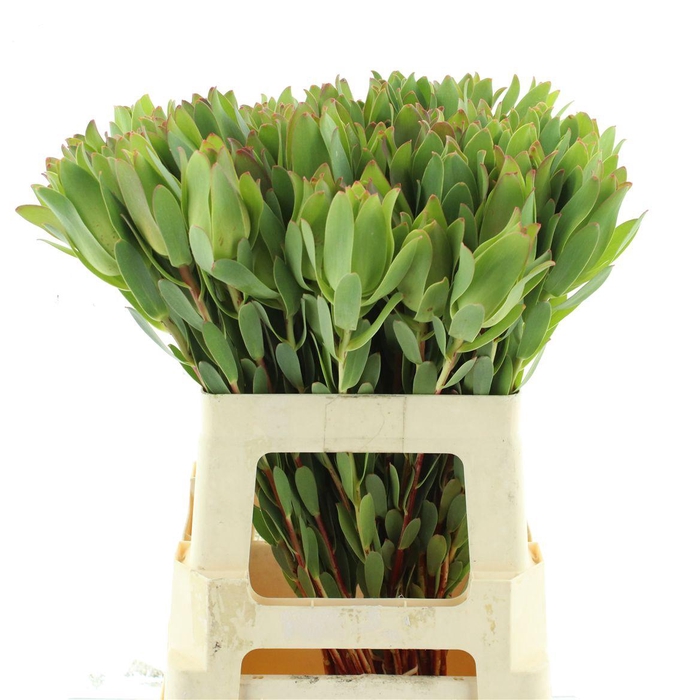 <h4>Leucad Mountain Rose</h4>