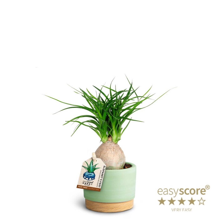 BEAUCARNEA RECURVATA P7 MATCHA