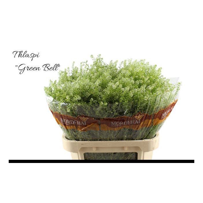 <h4>LEP RU GREEN BELL</h4>