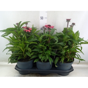 Echinacea  'SunSeekers Red'