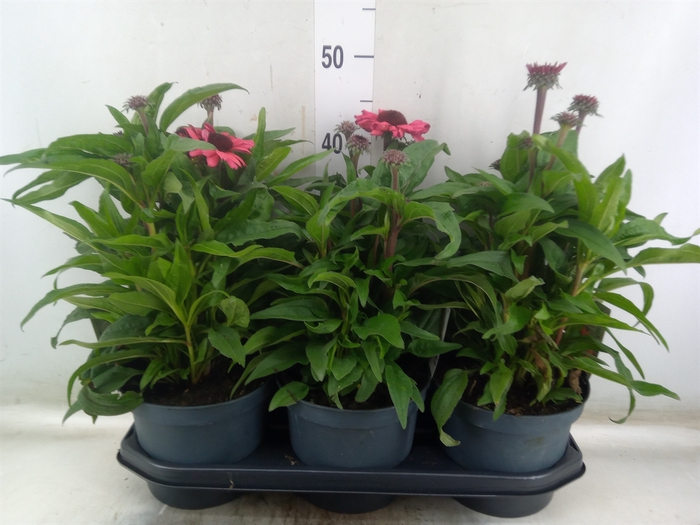 <h4>Echinacea  'SunSeekers Red'</h4>
