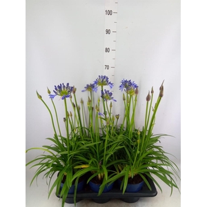 Agapanthus  'Amourette Shock Blue'