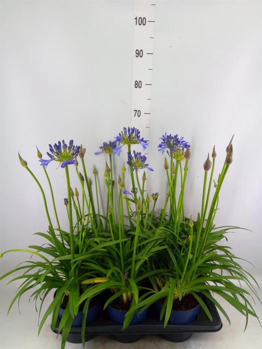 <h4>Agapanthus  'Amourette Shock Blue'</h4>