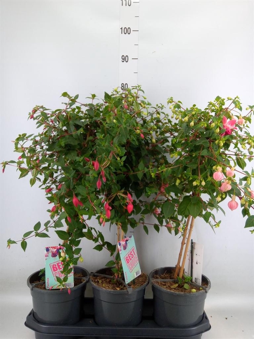 <h4>Fuchsia   ...</h4>