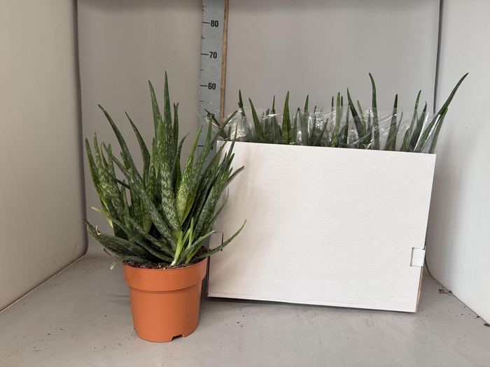 <h4>ALOE VERA</h4>