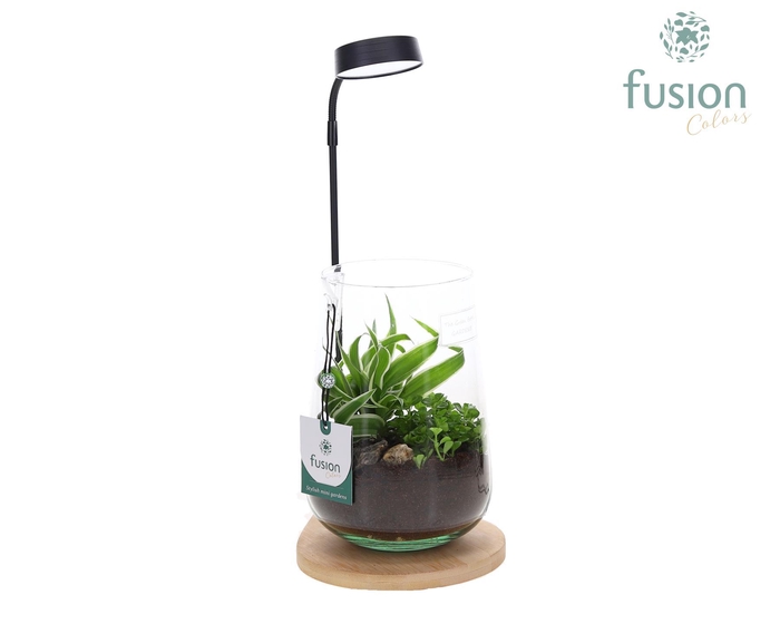 <h4>Bamboo plateau met LED licht lamp en vaas en Groen planteno</h4>