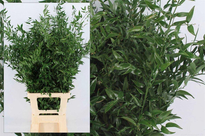 <h4>Ruscus Long 3 Stems P Bunch</h4>