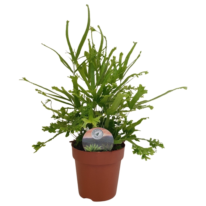 <h4>Pteris Roeweri</h4>