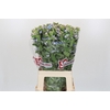 Oxypetalum Tweedia Blue