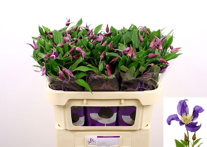 <h4>Clematis Blue Pirouette</h4>