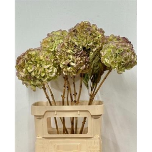 DROOG HYDRANGEA VERE