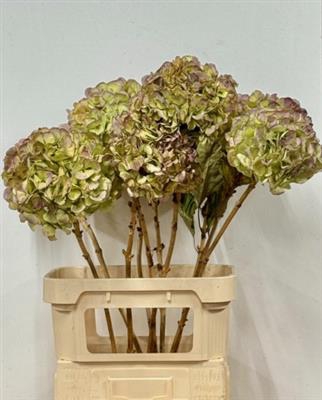 <h4>DROOG HYDRANGEA VERE</h4>