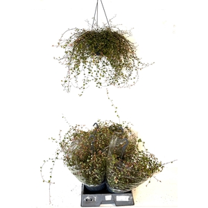 MUEHLENBECK CO MAORI