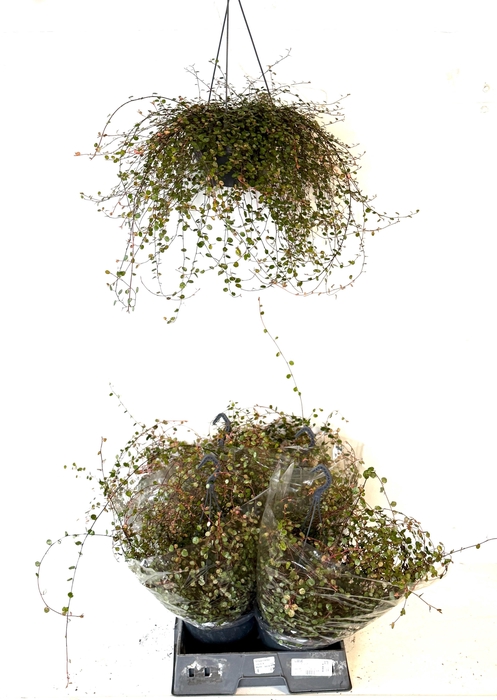 MUEHLENBECK CO MAORI