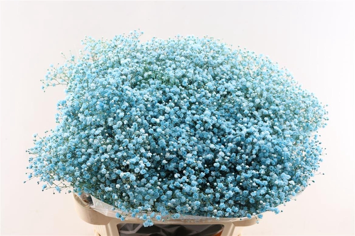 <h4>Gyps Pa. Turquoise</h4>
