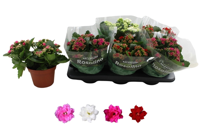 <h4>KAL GE RO GEM 4 KL</h4>