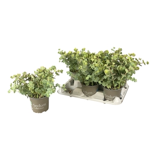 SEDUM SIEBOLDII