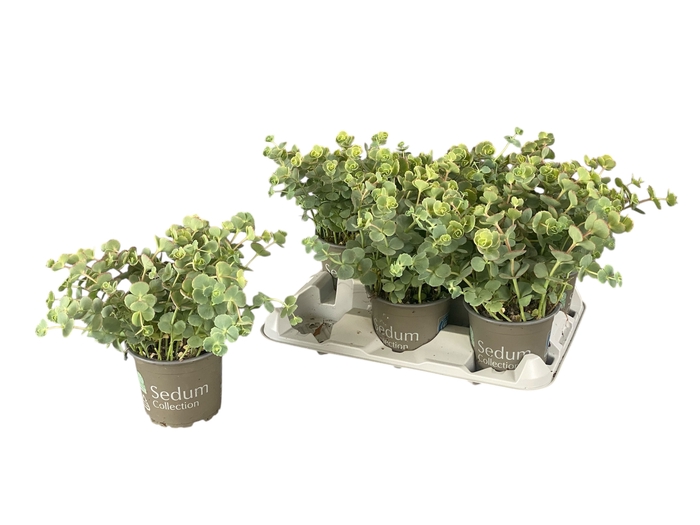 <h4>SEDUM SIEBOLDII</h4>