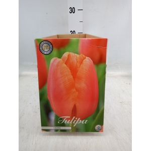 Tulipa   ...flowerbulbs