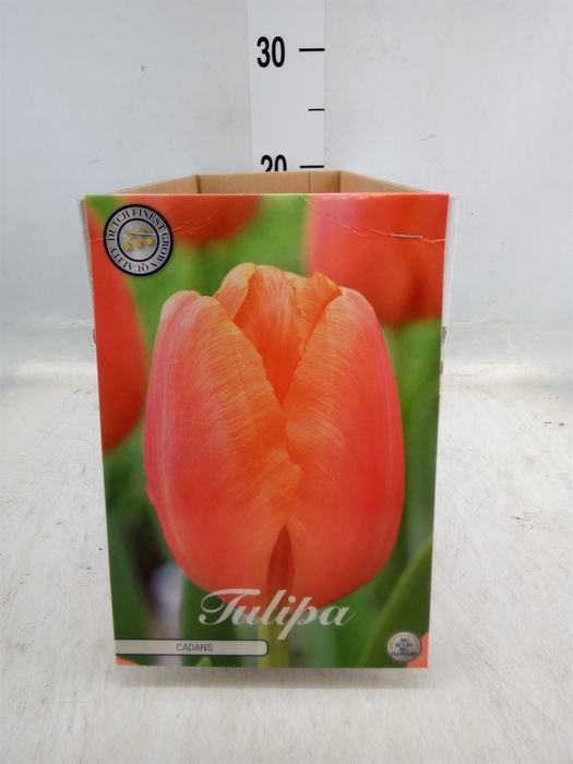 <h4>Tulipa   ...flowerbulbs</h4>