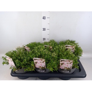 Phlox sub. 'Amazing Grace'