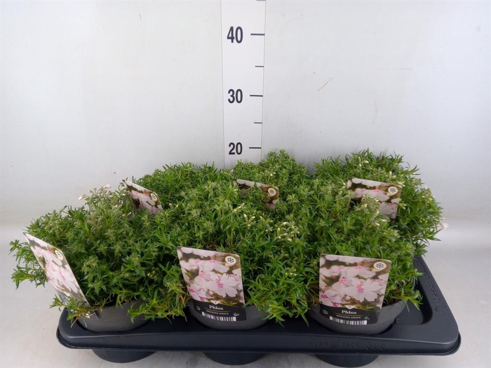 <h4>Phlox sub. 'Amazing Grace'</h4>