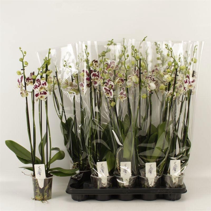 <h4>PHAL AN MARRAKESH</h4>