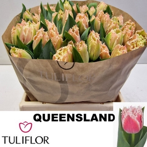 TU FR QUEENSLAND