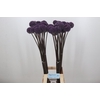 Allium Summer Drummer