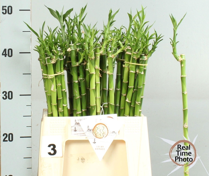 <h4>Drac Bamboo Recht 40 Cm</h4>