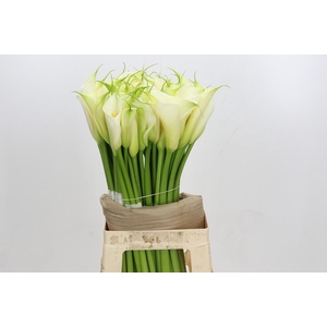 Zantedeschia Eydolls White